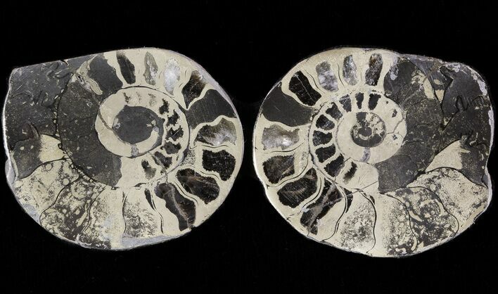 Pyritized Ammonite Fossil Pair #48096